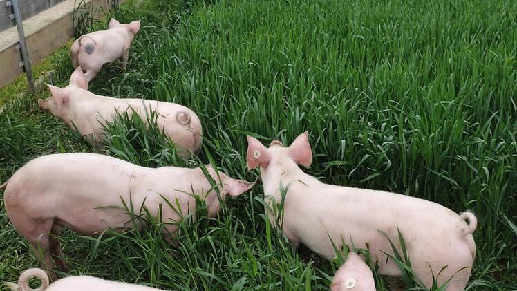 Die "Sauwohl-Schweine" laufen im Freien, werden anständig gefüttert und sind laut Metzger Robert Prosiegel und Landwirt Klaus Stache pumperlgesund. Fotos: Privat