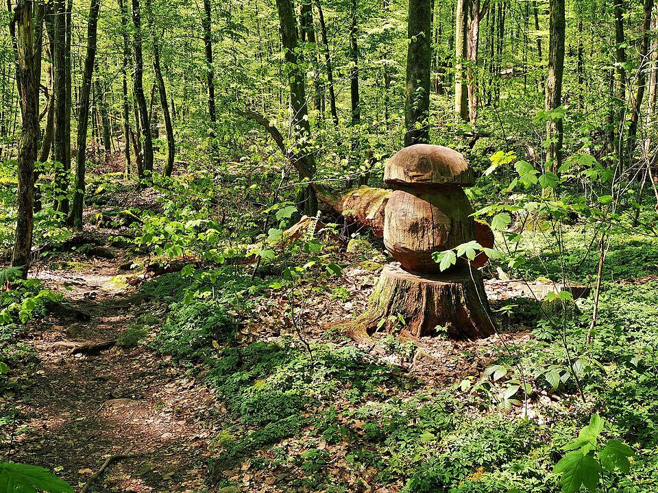 Die Wanderung führt durch eine Kernzone des Biosphärenreservats Rhön.
