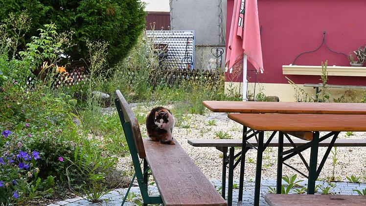 In "Mona's Biergarten" war bei unserem Besuch in Mönchsroth am Vormittag nur eine Katze "zu Gast". Foto: Ronald Rinklef