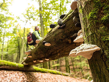 Pfälzer Waldpfad ist "schönster Fernwanderweg"