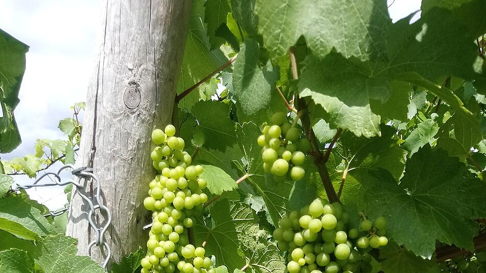 Immer einen Spaziergang wert: Die Weinberge der Region Trier.