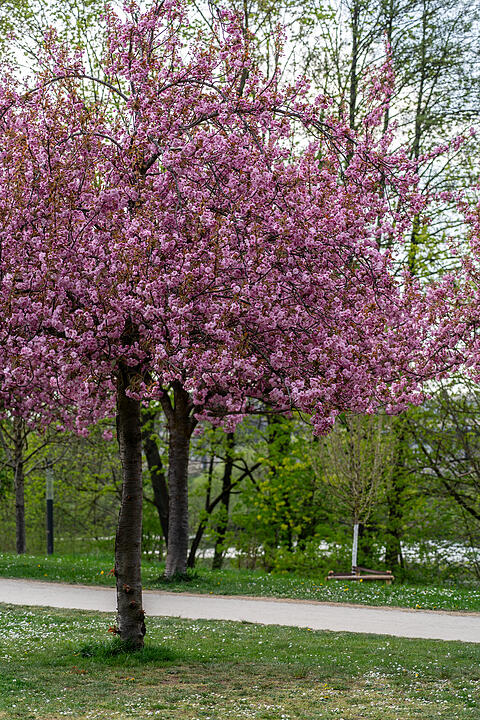 Wunderschönes Naturereignis in Bamberg!