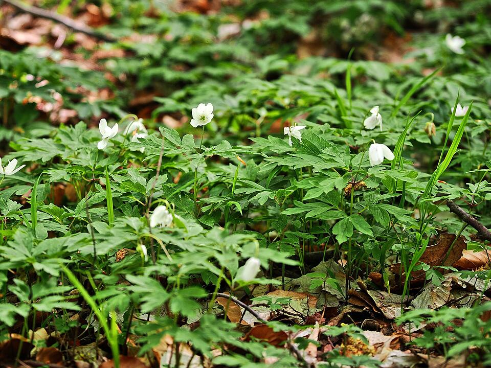 Die Wanderung führt durch eine Kernzone des Biosphärenreservats Rhön.