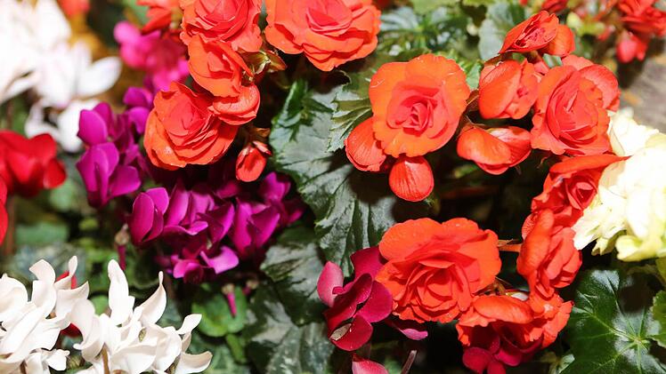 So schön, wie die Blumen auf der Freizeitmesse in Nürnberg, könnte es auch bald wieder in ihrem Garten blühen. Foto: Matthias Hoch