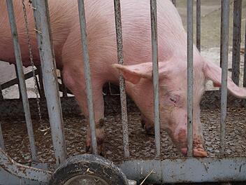 Forscher der Yale-Universität haben es in einem Versuch geschafft, Schweinehirne außerhalb des Körpers weiterleben zu lassen.  Symbolbild: Daniela Röllinger