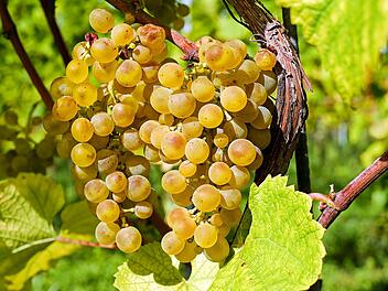 Wein, Weinberg. Weinernte, Weinlese, Winzer, Weintrauben