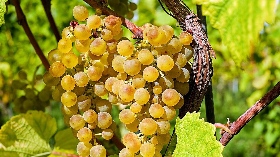 Wein, Weinberg. Weinernte, Weinlese, Winzer, Weintrauben