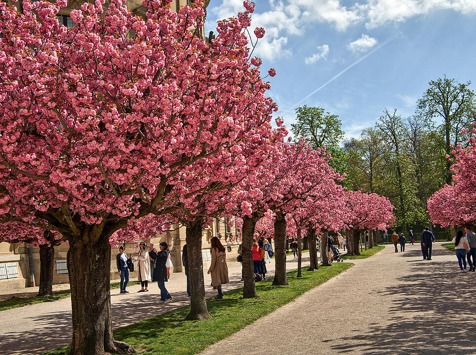 Baumblüte im Hofgarten der Würzburger Residenz