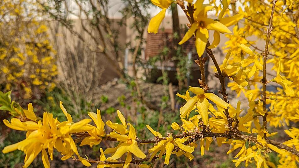 Ein blühender Ginsterstrauch in leuchtendem Gelb ziert an Ostern so manchen Garten.