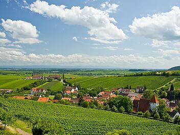 Wandern durch die schönen Weinlandschaften der Pfalz ist zu jeder Jahreszeit ein Vergnügen.