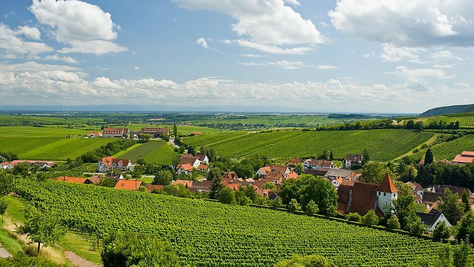 Wandern durch die schönen Weinlandschaften der Pfalz ist zu jeder Jahreszeit ein Vergnügen.