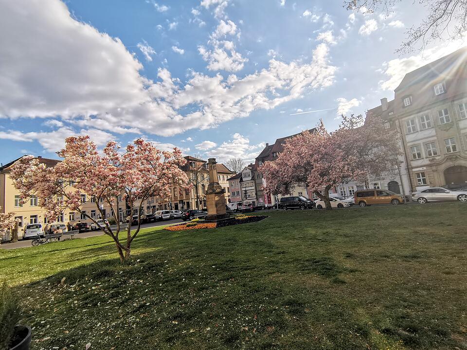Magnolienblüte am Schillerplatz in Bamberg