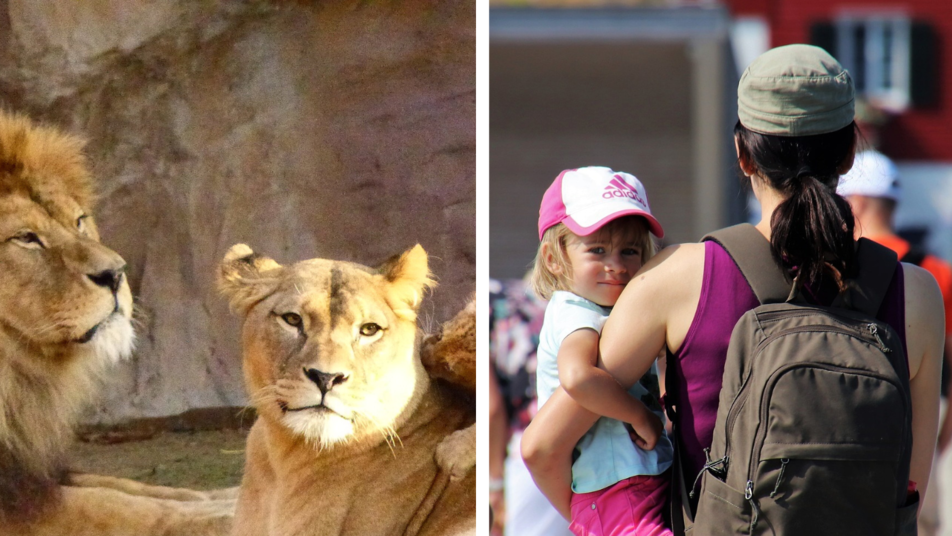 Ab sofort können alle Familien aus dem Rhein-Lahn-Kreis den Neuwieder Zoo kostenlos besuchen.