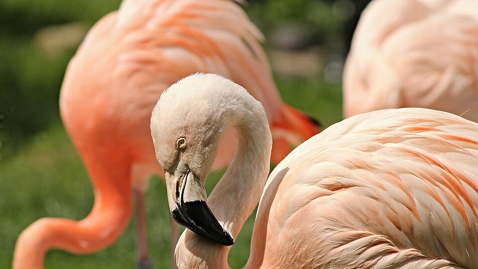 Echte Hingucker: Flamingos im Landauer Zoo.