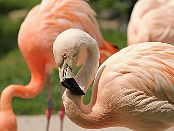 Im Zoo in Landau gibt es eine große Vielfalt an tierischen Stars.