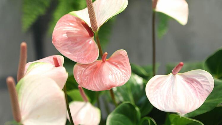 So schön, wie die Blumen auf der Freizeitmesse in Nürnberg, könnte es auch bald wieder in ihrem Garten blühen. Foto: Matthias Hoch