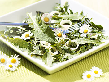 Bekannt aus dem Garten, lässt sich Löwenzahn auch zu einem leckeren Salat verarbeiten.