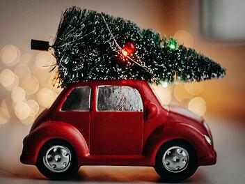 Weihnachtsbäume, wie Fichten und Kiefern, sind in der Regel frisch geschlagen und halten dadurch länger.