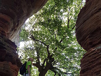 Unter gigantischen Felsen wandern kannst du bei den  Altschlossfelsen bei Eppenbrunn in der Pfalz.