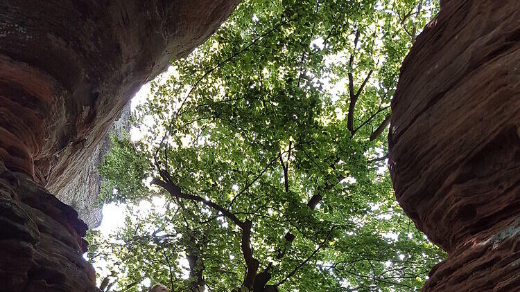 Unter gigantischen Felsen wandern kannst du bei den  Altschlossfelsen bei Eppenbrunn in der Pfalz.
