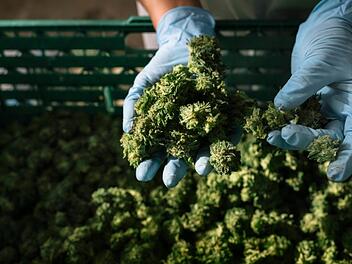 Cannabis entkriminalisieren und legalisieren  - dafür gibt es gute Argumente, auch aus polizeilicher Sicht. Foto: Christian Beutler/KEYSTONE/dpa