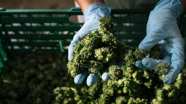 Cannabis entkriminalisieren und legalisieren  - dafür gibt es gute Argumente, auch aus polizeilicher Sicht. Foto: Christian Beutler/KEYSTONE/dpa