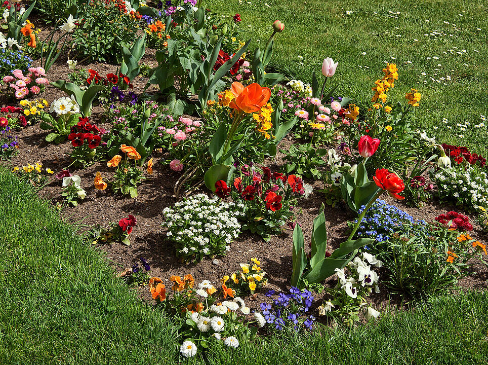 Baumblüte im Hofgarten der Würzburger Residenz