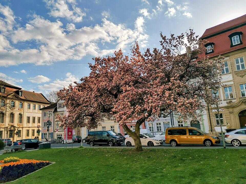 Magnolienblüte am Schillerplatz in Bamberg