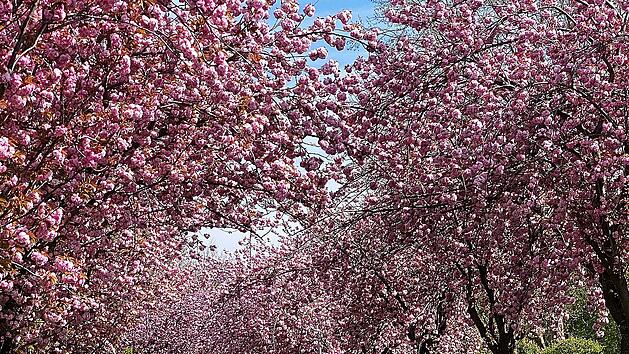 Im Frühling erstrahlt die Landschaft in Rheinland-Pfalz in ihren schönsten Farben.