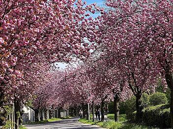 Im Frühling erstrahlt die Landschaft in Rheinland-Pfalz in ihren schönsten Farben.