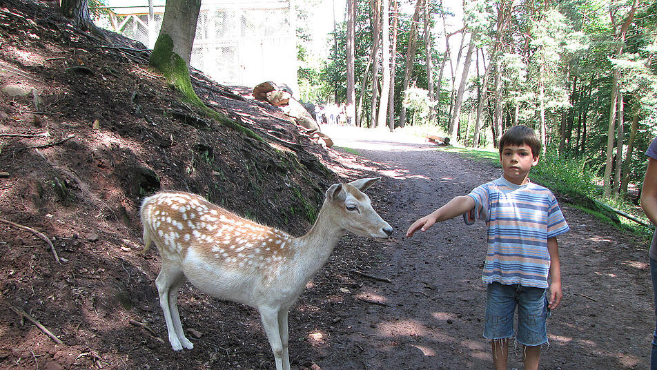 Im Wald wartet das ein oder andere Tier, das Begegnungen mit dem Menschen nicht scheut.