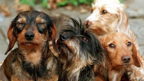 Der Verlust der gestohlenen Sachen rückte bei dem Einbruch in den Hintergrund: Die Täter verwüsteten das gesamte Haus und töteten fünf Hundewelpen.  Symbolbild: Wolfgang Thieme/dpa