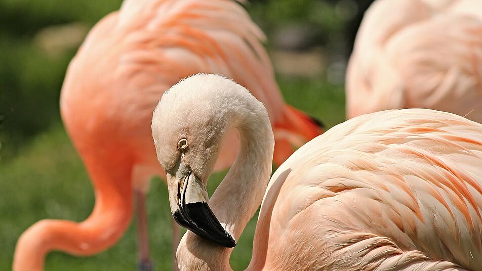 Landau: Ausflugsziele im Frühling - Das sind die 5 schönsten Ziele