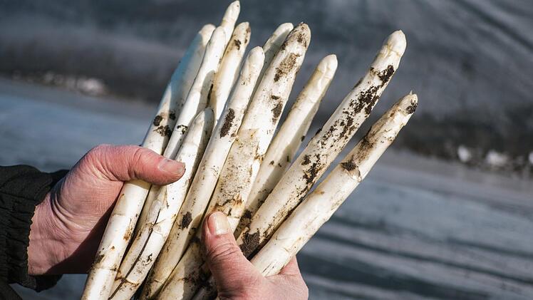 Schön wär's, wenn die Ernte schon in greifbarer Nähe wäre  -  aber die derzeitige Kälte bremst die  fränkischen Spargelbauern aus. Sie rechnen mit dem Erntebeginn in den ersten Aprilwochen. Symbolbild:  Ole Spata/dpa