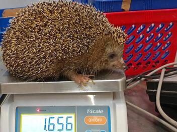 Fast dreimal so schwer wie normal, zu dick zum laufen und zum einrollen - dieser Igel braucht dringend eine Diät. Foto: Jigal Horowitz/Safari-Zoo Ramat Gan /dpa