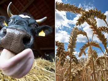 Ackerbau und Viehzucht - das allein reicht für Frankens Landwirte nicht aus, um wirtschaftliche überleben zu können. Foto: dpa