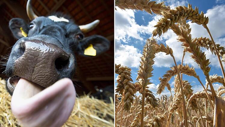 Ackerbau und Viehzucht - das allein reicht für Frankens Landwirte nicht aus, um wirtschaftliche überleben zu können. Foto: dpa