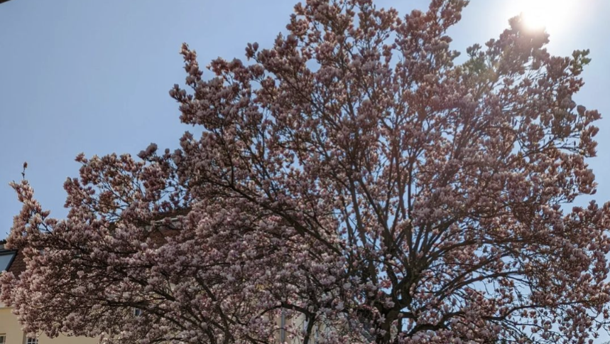 Herrlich blühende Magnolienbäume oder andere Frühlingsmotive rund um Ostern eignen sich als Dekoration für deine Fotowand.