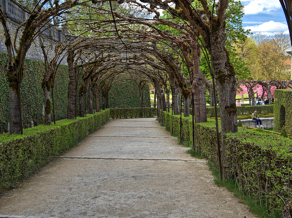 Baumblüte im Hofgarten der Würzburger Residenz