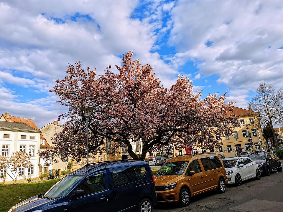 Magnolienblüte am Schillerplatz in Bamberg