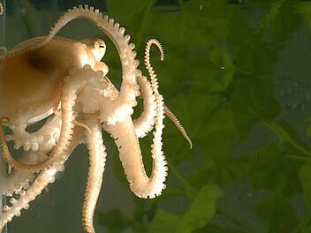 Es klingt wie Science Fiction, doch einige Wissenschaftler haben in einem Fachmagazin die These veröffentlich, Kraken könnten eigentlich Außerirdische sein.   Foto: Michael LaBarbera/Nature/dpa (