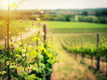 Weinreben, von der Sonne verwöhnt, gedeihen gut im Ruwertal bei Trier.