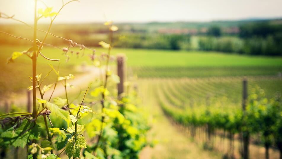 Weinreben, von der Sonne verwöhnt, gedeihen gut im Ruwertal bei Trier.
