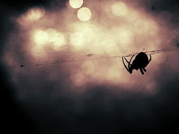 Eine Studentin aus Großbritannien hat sich eine kreative Lösung für ihre Spinnenphobie einfallen lassen. Sie bestellte einfach essen und ließ das den Fahrer des Lieferdienstes regeln.  Symbolbild: pixabay.com / SplitShire