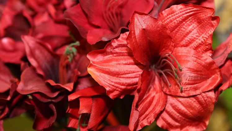So schön, wie die Blumen auf der Freizeitmesse in Nürnberg, könnte es auch bald wieder in ihrem Garten blühen. Foto: Matthias Hoch