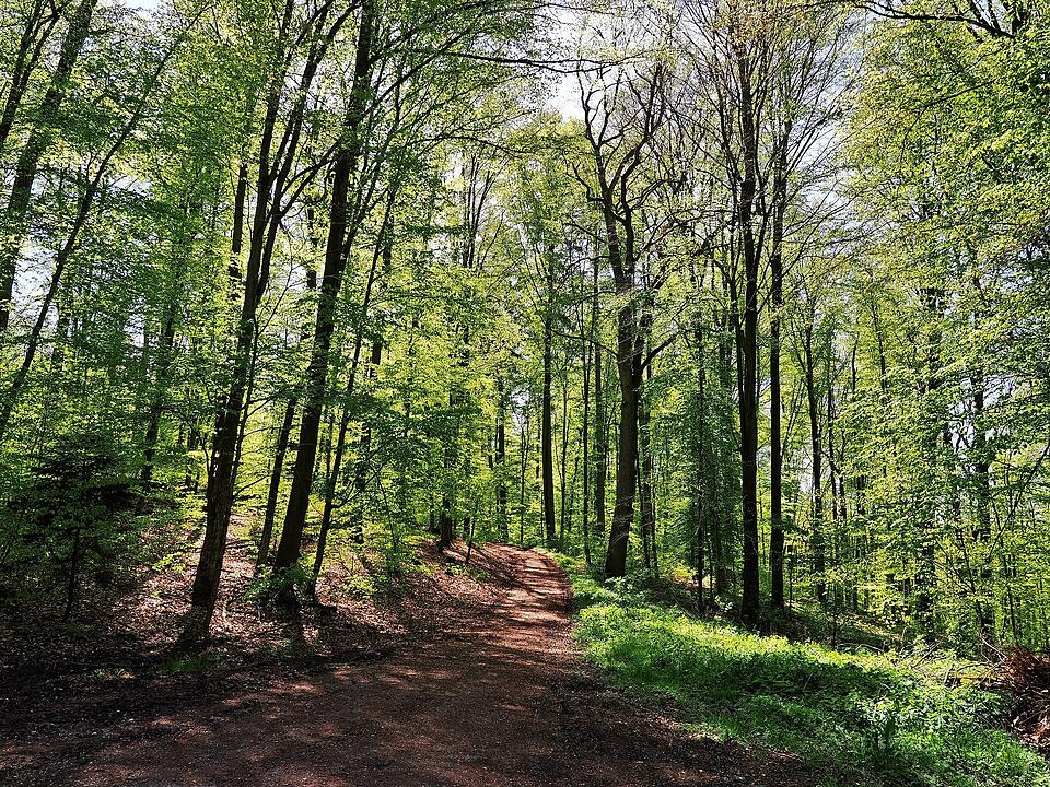 Die Wanderung führt durch eine Kernzone des Biosphärenreservats Rhön.