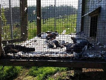 In Schalksmühle haben sich unbekannte Tierquäler Zugang zum örtlichen Tierheim verschafft und im Taubenschlag ein Massaker veranstaltet. 37 Tiere sind dabei gestorben. Foto: Tierheim Dornbusch/Facebook