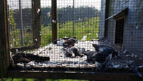 In Schalksmühle haben sich unbekannte Tierquäler Zugang zum örtlichen Tierheim verschafft und im Taubenschlag ein Massaker veranstaltet. 37 Tiere sind dabei gestorben. Foto: Tierheim Dornbusch/Facebook
