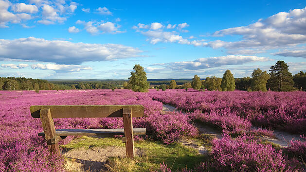 Heideblüte, Eifel, Wachholder